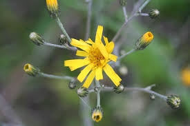 Attēlu rezultāti vaicājumam “Hieracium vulgatum”