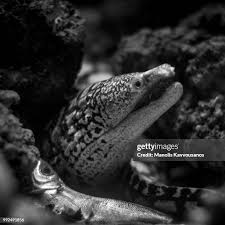 Image result for Muraena helena