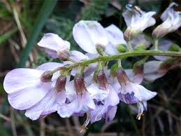 Attēlu rezultāti vaicājumam “Vicia sylvatica bud”