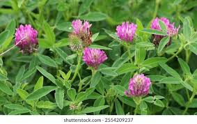 Attēlu rezultāti vaicājumam “Trifolium medium bud”