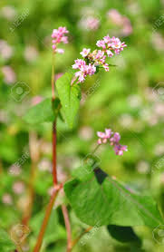 Attēlu rezultāti vaicājumam “Fagopyrum esculentum flower”