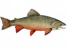 Image result for Salvelinus fontinalis