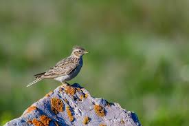 Attēlu rezultāti vaicājumam “Alauda arvensis”