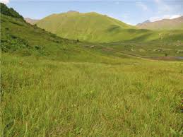 Attēlu rezultāti vaicājumam “Rhytidiadelphus subpinnatus”