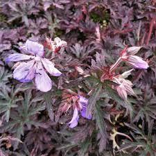 Image result for Geranium pratense