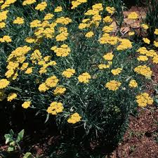 Image result for Achillea filipendulina