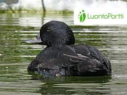 Attēlu rezultāti vaicājumam “Melanitta nigra male”