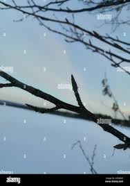 Attēlu rezultāti vaicājumam “Populus laurifolia”