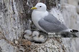 Attēlu rezultāti vaicājumam “Rissa tridactyla nest”
