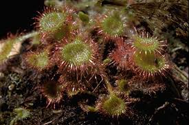 Attēlu rezultāti vaicājumam “Drosera rotundifolia”