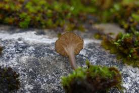 Attēlu rezultāti vaicājumam “Lamprospora tortulae-ruralis”