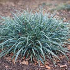 Attēlu rezultāti vaicājumam “Carex pseudocyperus fruit”