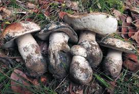 Attēlu rezultāti vaicājumam “Gyroporus cyanescens”