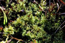 Attēlu rezultāti vaicājumam “Calliergon giganteum”