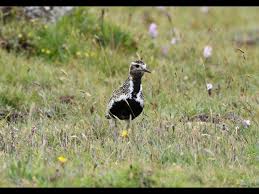 Attēlu rezultāti vaicājumam “Pluvialis apricaria”