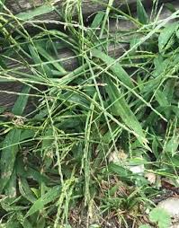 Attēlu rezultāti vaicājumam “Digitaria ischaemum leaf”