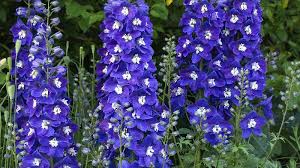 Image result for Delphinium