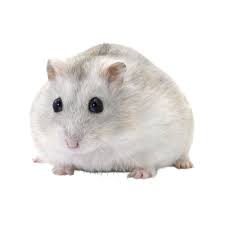 Afbeeldingsresultaat voor hamsters