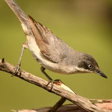 Image result for Sylvia hortensis