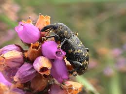 Attēlu rezultāti vaicājumam “Hylobius abietis”