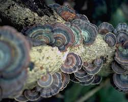 Attēlu rezultāti vaicājumam “Taleporia tubulosa”