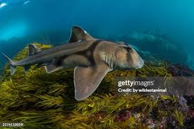 Image result for Heterodontus portusjacksoni