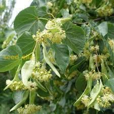 Attēlu rezultāti vaicājumam “Tilia amurensis”