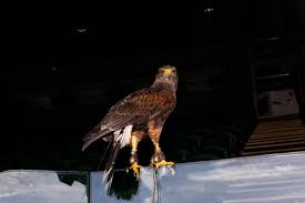 Image result for Wimbledon Hawks