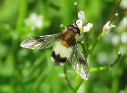 Attēlu rezultāti vaicājumam “Leucozona lucorum”