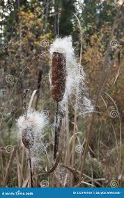 Attēlu rezultāti vaicājumam “Typha angustifolia  fruit”