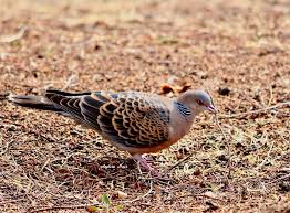 Image result for Streptopelia orientalis