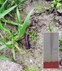 Attēlu rezultāti vaicājumam “Rosellinia desmazieri spores”