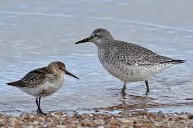 Attēlu rezultāti vaicājumam “Calidris canutus adult”