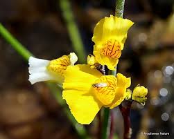 Attēlu rezultāti vaicājumam “Utricularia vulgaris flower”