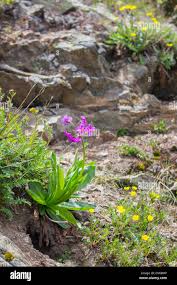 Attēlu rezultāti vaicājumam “Primula x margotae”