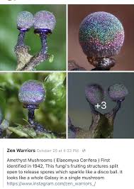 Attēlu rezultāti vaicājumam “Cribraria purpurea spores”