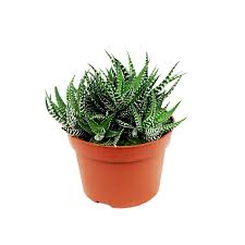 Image result for Haworthia mix