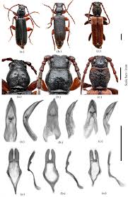 Attēlu rezultāti vaicājumam “Lycogala convexum sessile”
