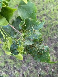 Attēlu rezultāti vaicājumam “Vasates quadripedes”