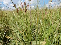 Attēlu rezultāti vaicājumam “Luzula multiflora”