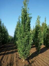 Attēlu rezultāti vaicājumam “Quercus robur Fastigiata”