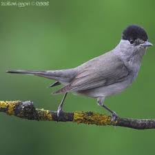 Attēlu rezultāti vaicājumam “Sylvia atricapilla”