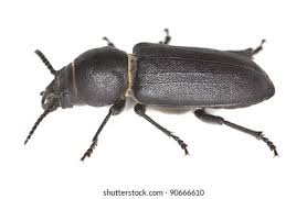 Attēlu rezultāti vaicājumam “Spondylis buprestoides”