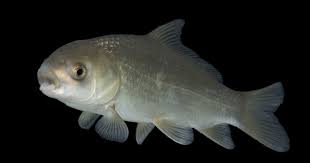 Image result for Ictiobus cyprinellus