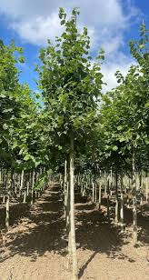 Attēlu rezultāti vaicājumam “Tilia platyphyllos subsp. cordifolia”