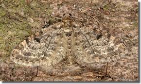 Attēlu rezultāti vaicājumam “Eupithecia tantillaria”