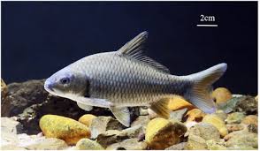Image result for Cyprinus megalophthalmus