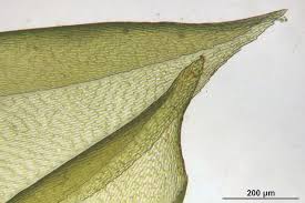 Attēlu rezultāti vaicājumam “Isothecium alopecuroides”