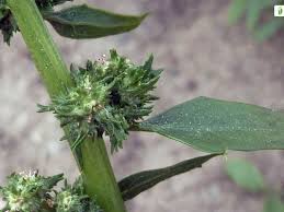 Attēlu rezultāti vaicājumam “Atriplex calotheca leaf”