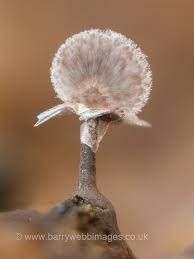 Attēlu rezultāti vaicājumam “Lamproderma debile spores”